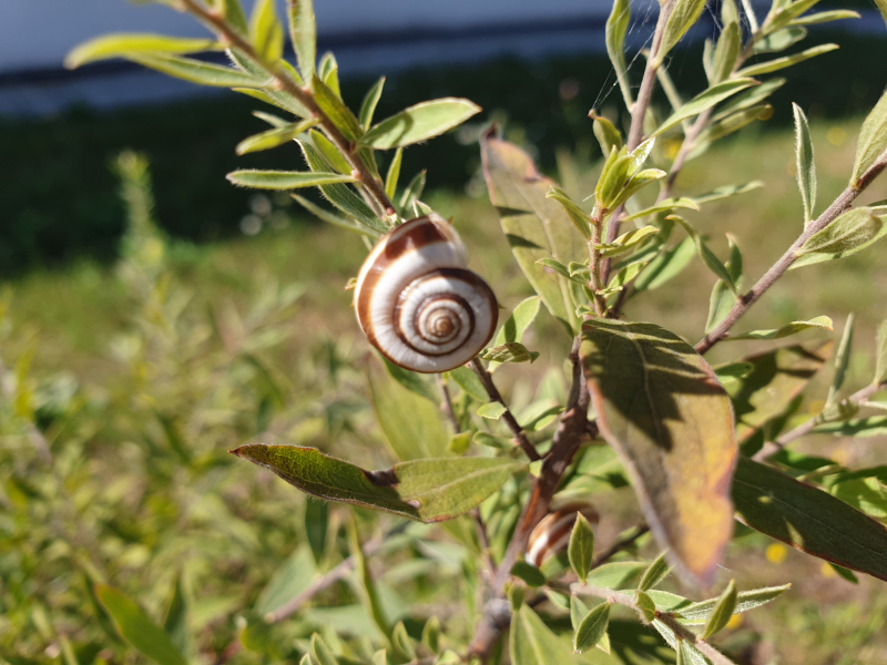 L'été de la Biodiversité. La faune et la flore de Bourgogne à la