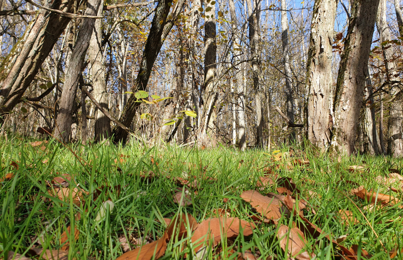 Préserver les forêts